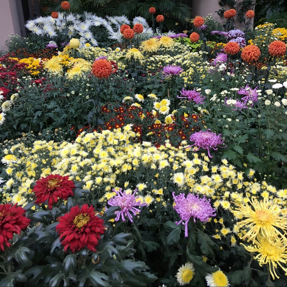 Meet your Posher, Julia